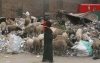 Каир-сплошная мусорная свалка