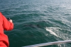 Фотосессия с дельфинами